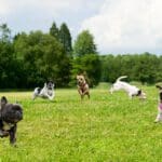dog park scaled