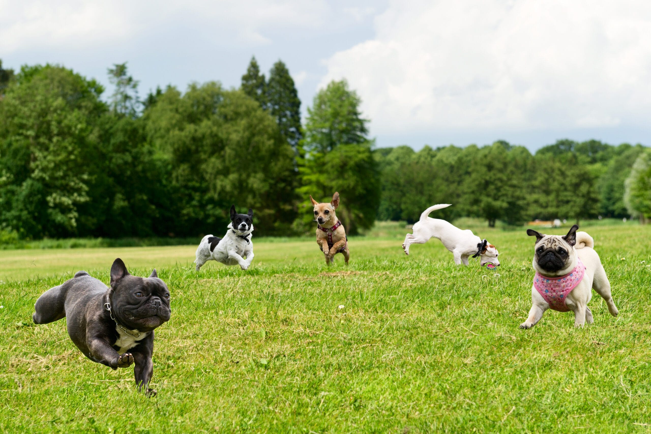 dog park scaled