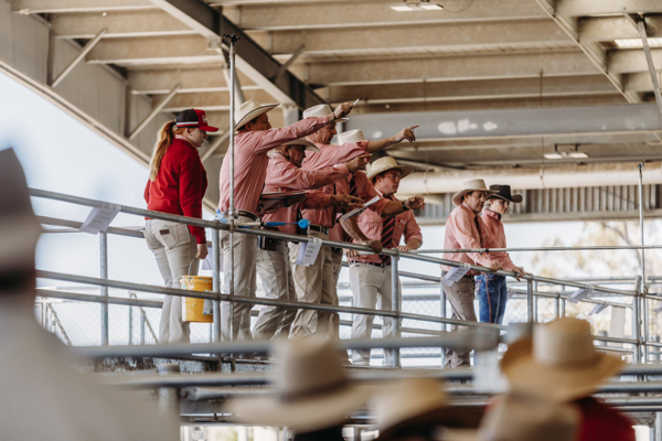 Cattle Sale Report 5th November 24