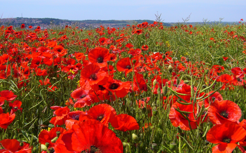Remembrance Day 2024 Commemorations in Glen Innes