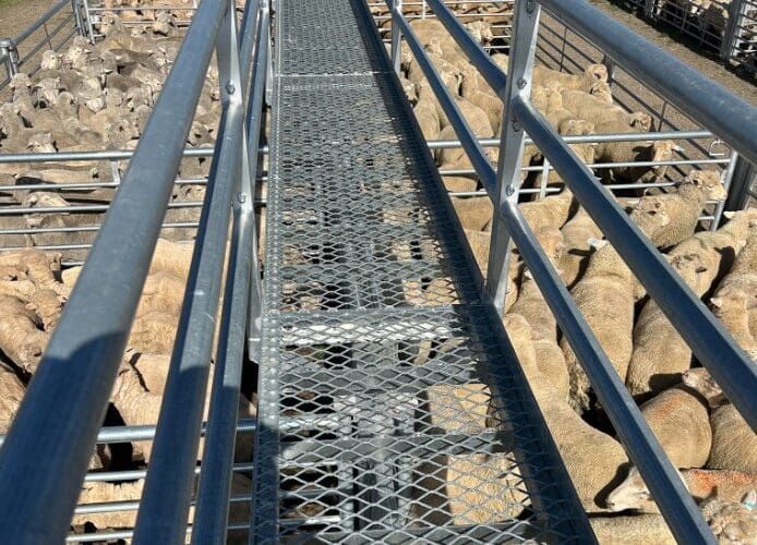 Sheep Sale – Market Analysis December 03, 2024