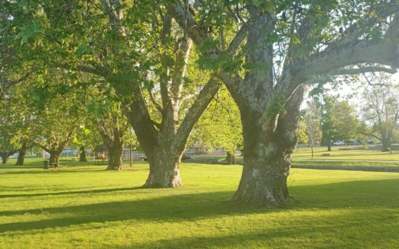 Independent Arborist Conducts Tree Assessment