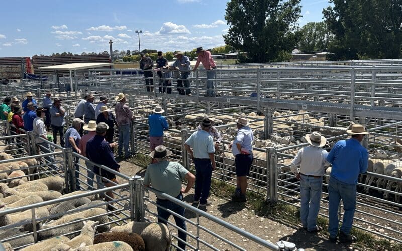 Prime Lamb and Sheep Sale – Market Report 07.01.25