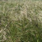 chilean needle grass
