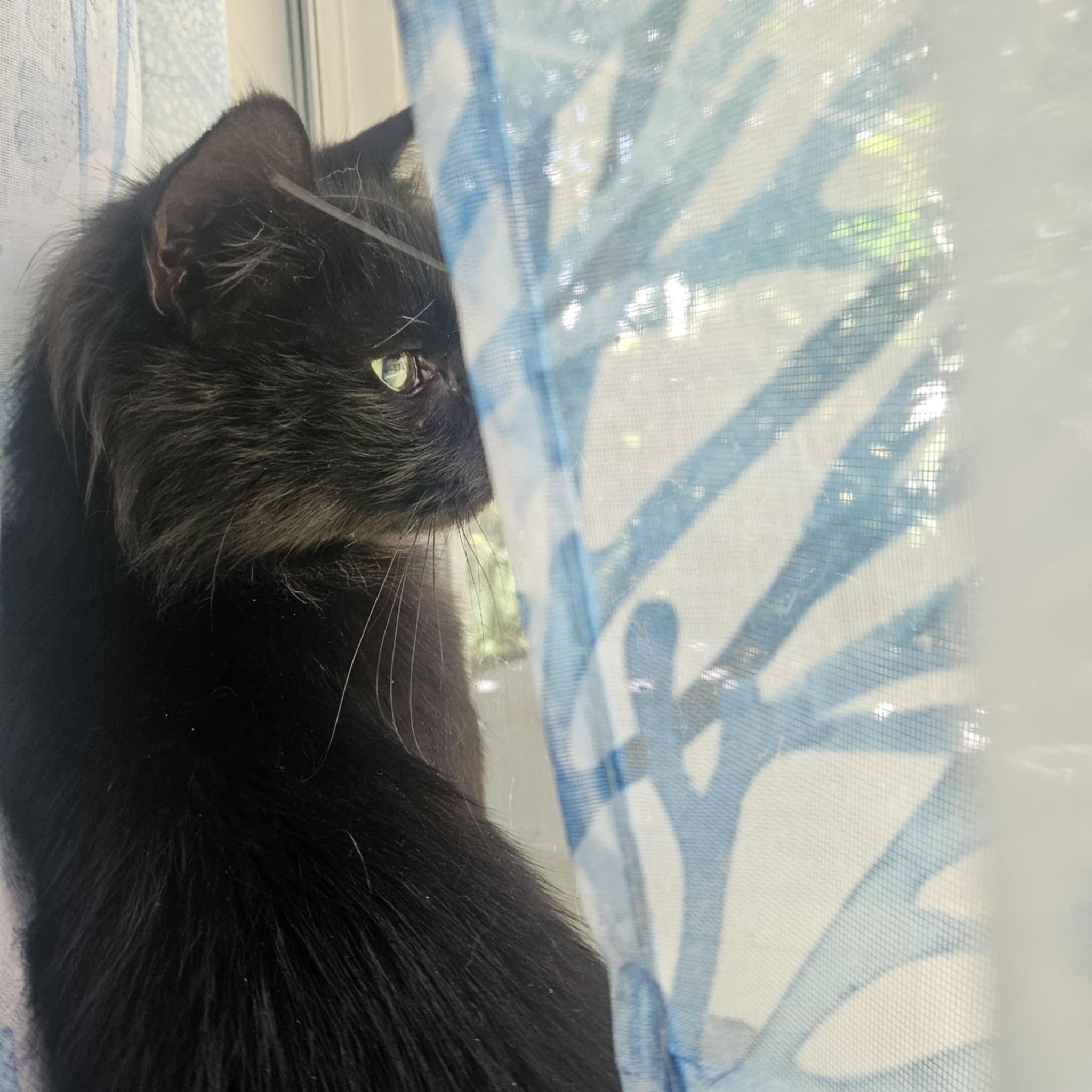 CAT3