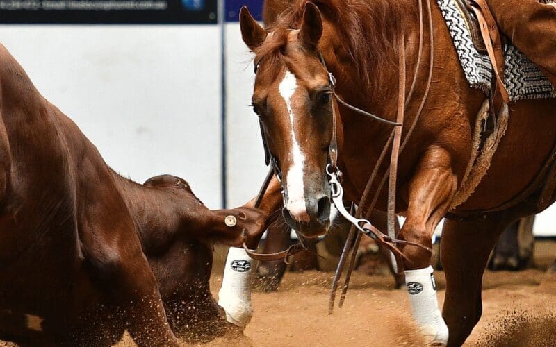 Cutting Horse Championship Hits Glen Innes This Weekend