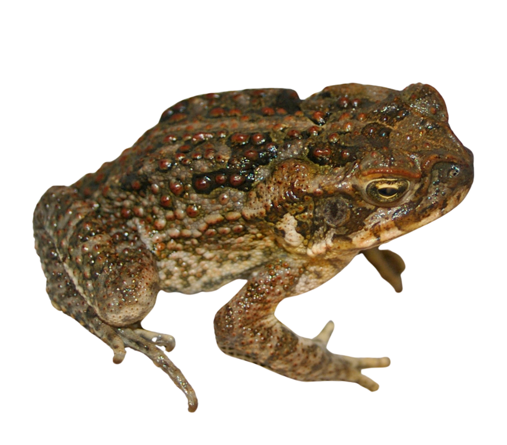 toad