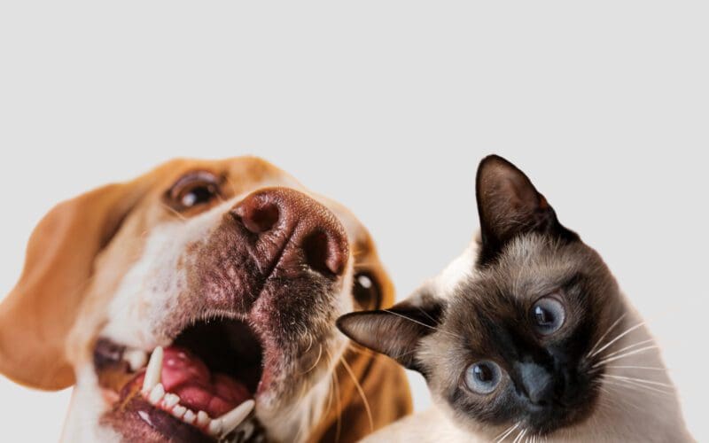 Free Animal Care Services Coming to Glen Innes