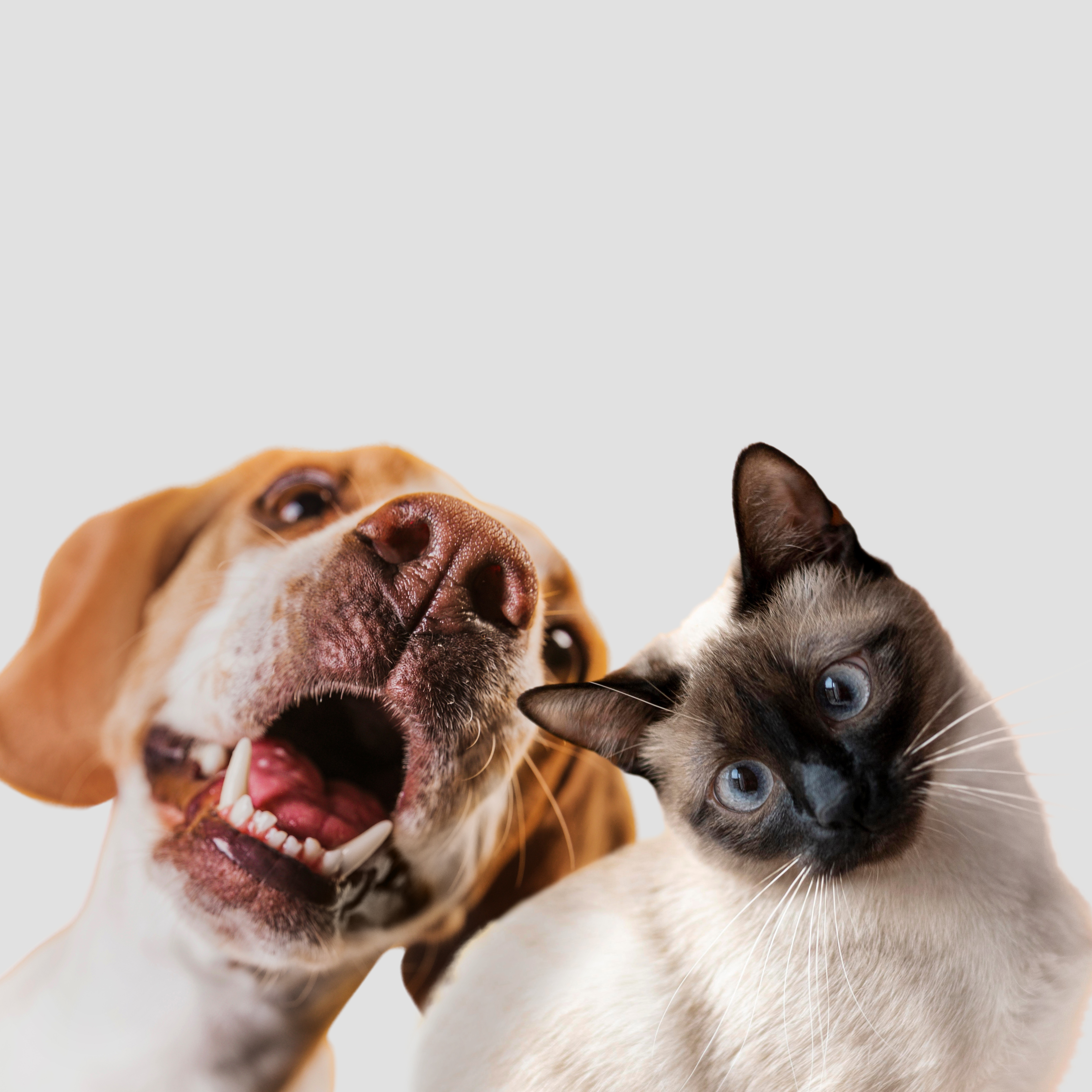 dog and cat