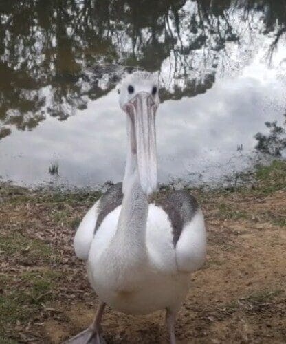 A Pelican in the Wind: A Story of Survival and Second Chances