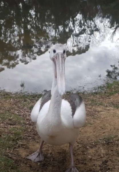percival1