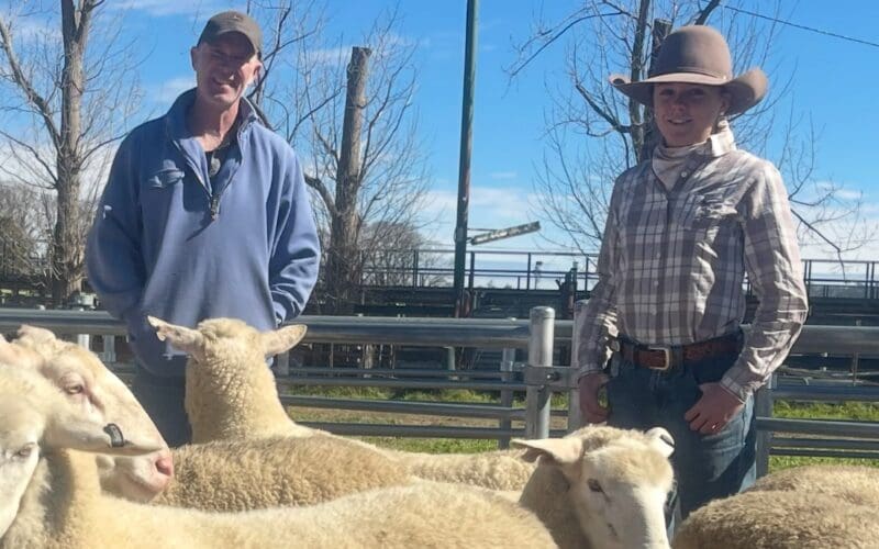 Breaking Records, Sheep & Lamb Market Report – 29.07.25