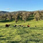 dpird northern tablelands