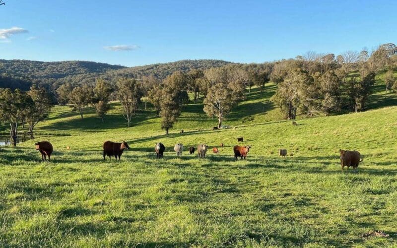 Strong Season Ahead for Local Producers