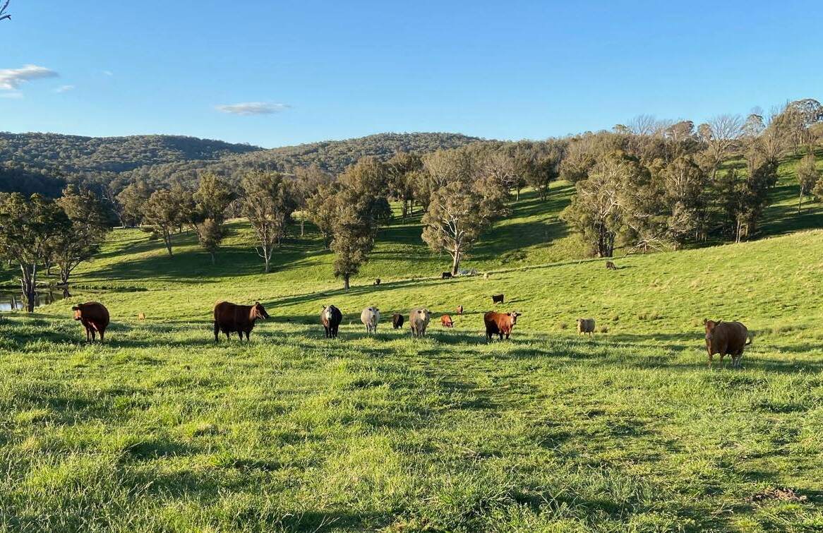 dpird northern tablelands