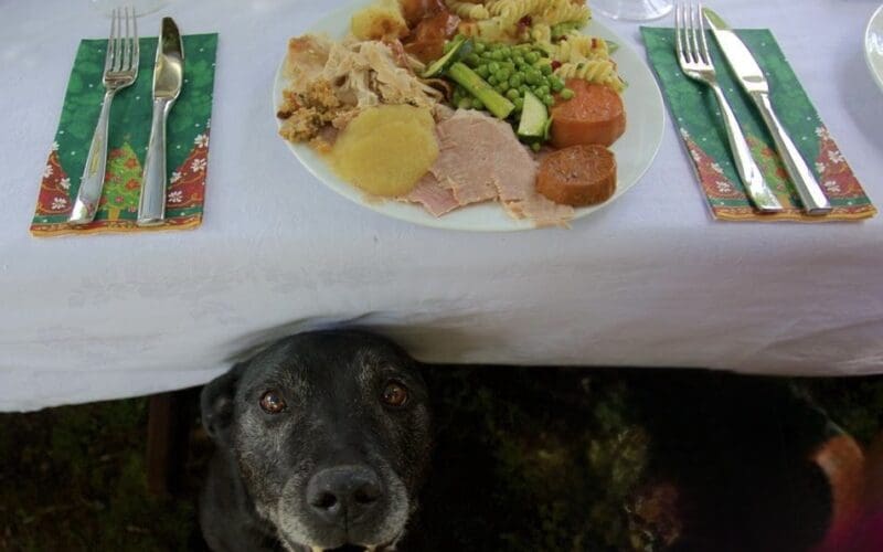 Christmas Hazards for Pets