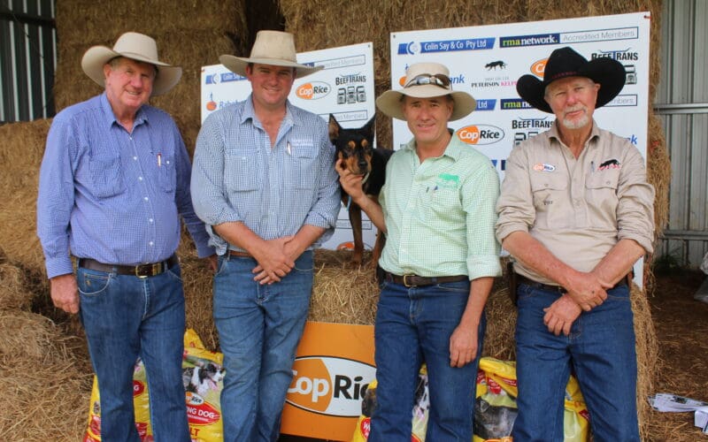 Barking Success at Dog Auction