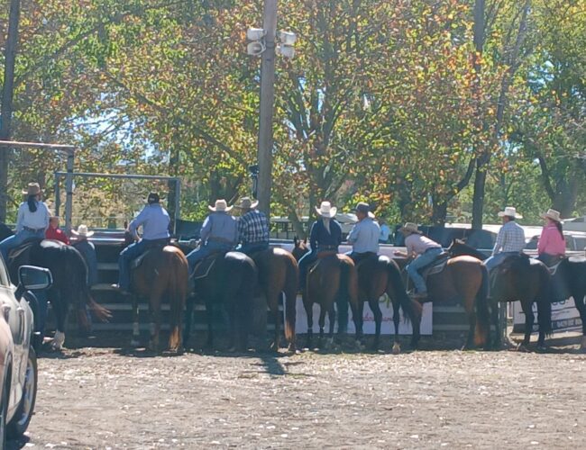 Epic Campdraft and Horse Sale