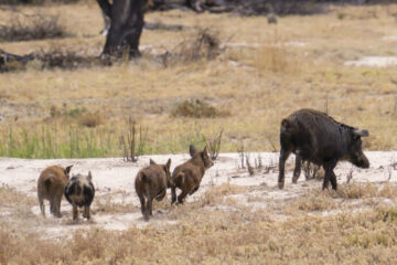 Health Precautions Around Feral Pigs