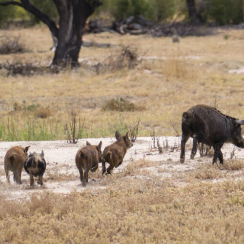 Health Precautions Around Feral Pigs