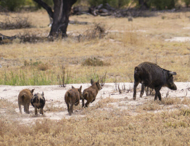 Health Precautions Around Feral Pigs